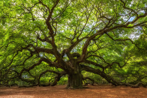 Old Angel Oak Tree 1256x838